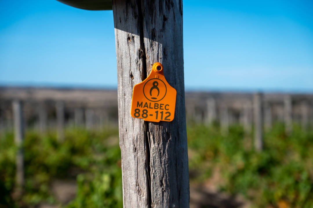 The Islander Estate Vineyards
