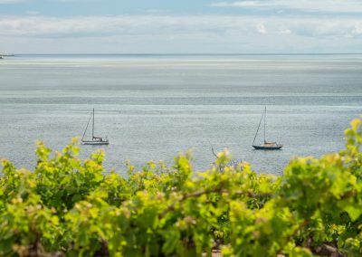 Bay of Shoals Wines