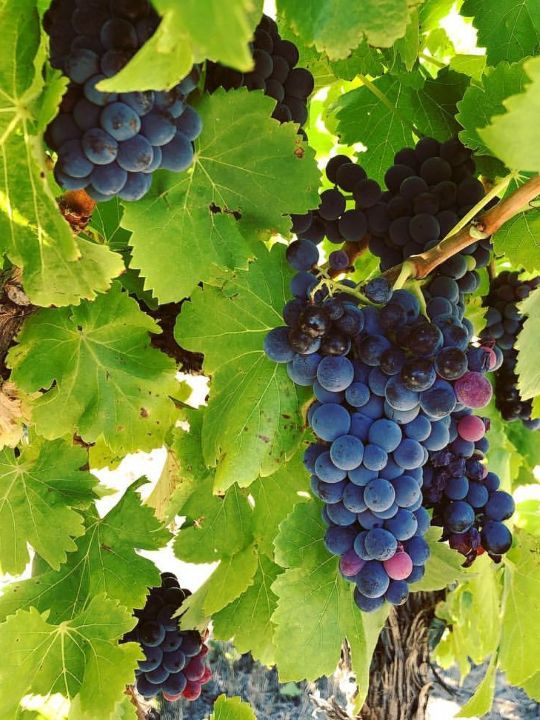 Curtis_Grapes Curtis Family Wines